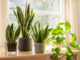 Vastu for keeping plants