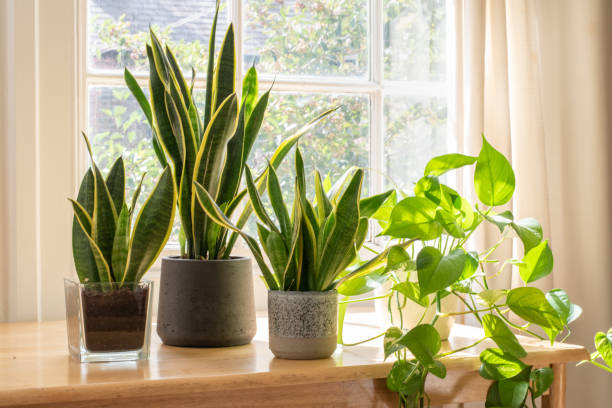 Plant Vastu: Best Indoor Plants & Ideal Placement